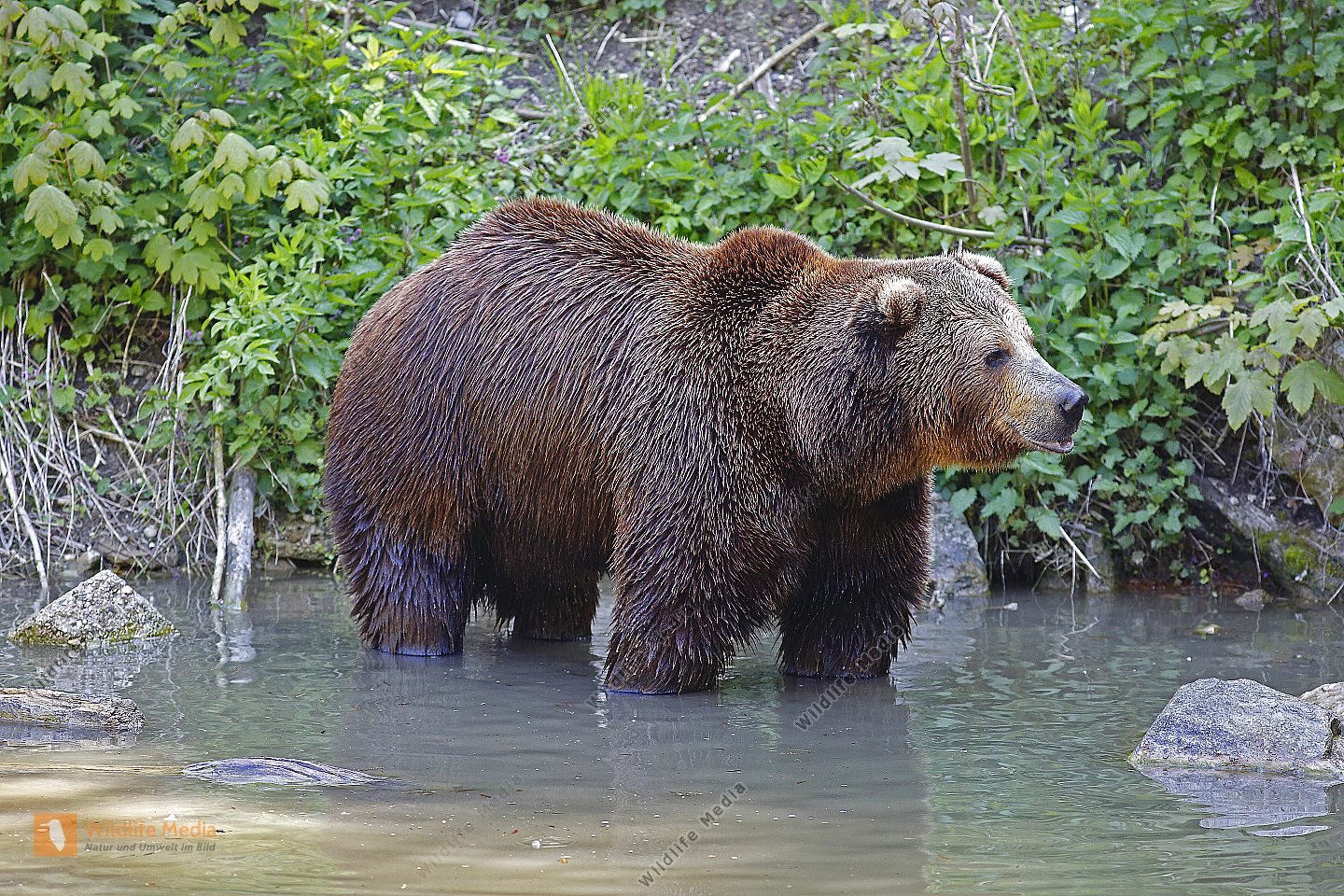 Braunbär Männchen
