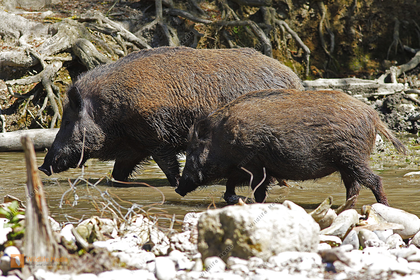 Bestellen Wildschwein (Sus scrofa) Bild Bildagentur