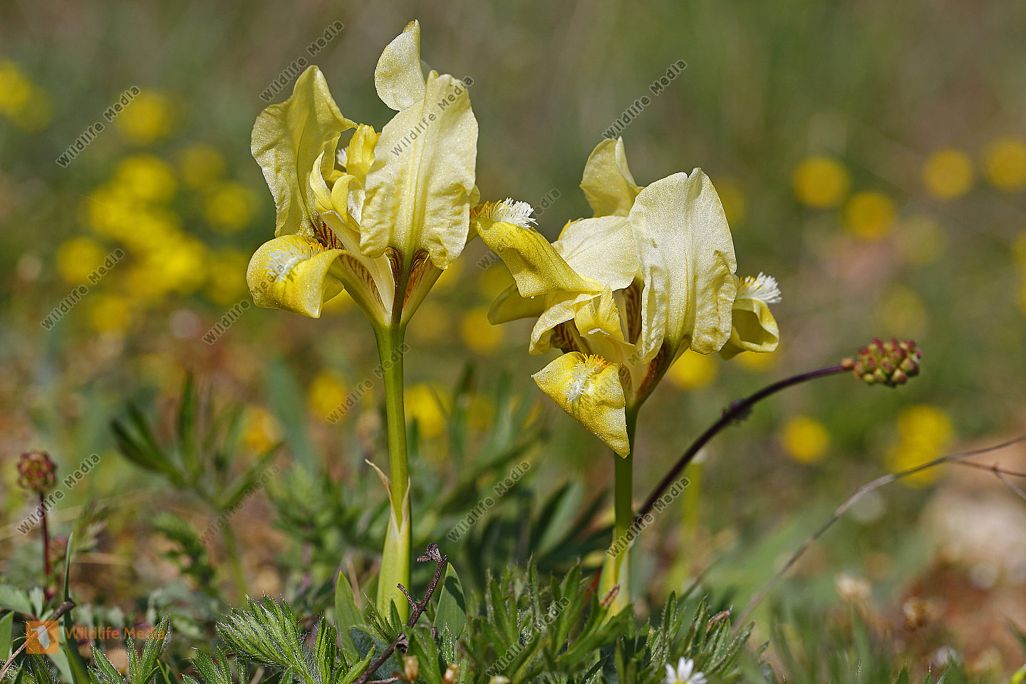 Zwergiris Bild bestellen Naturbilder bei Wildlife Media