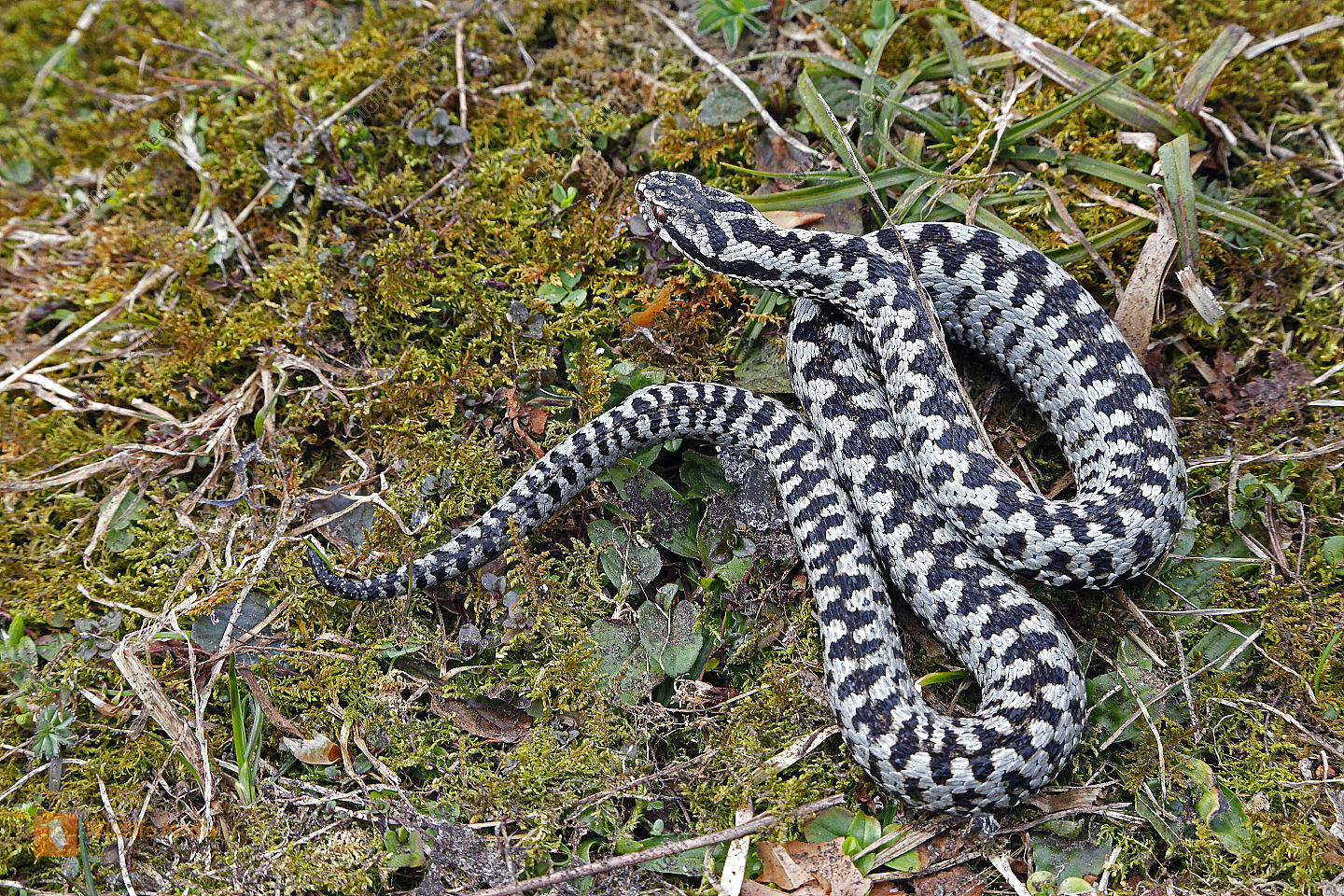 Bestellen Kreuzotter (Vipera berus) in freier Wildbahn Bildagentur