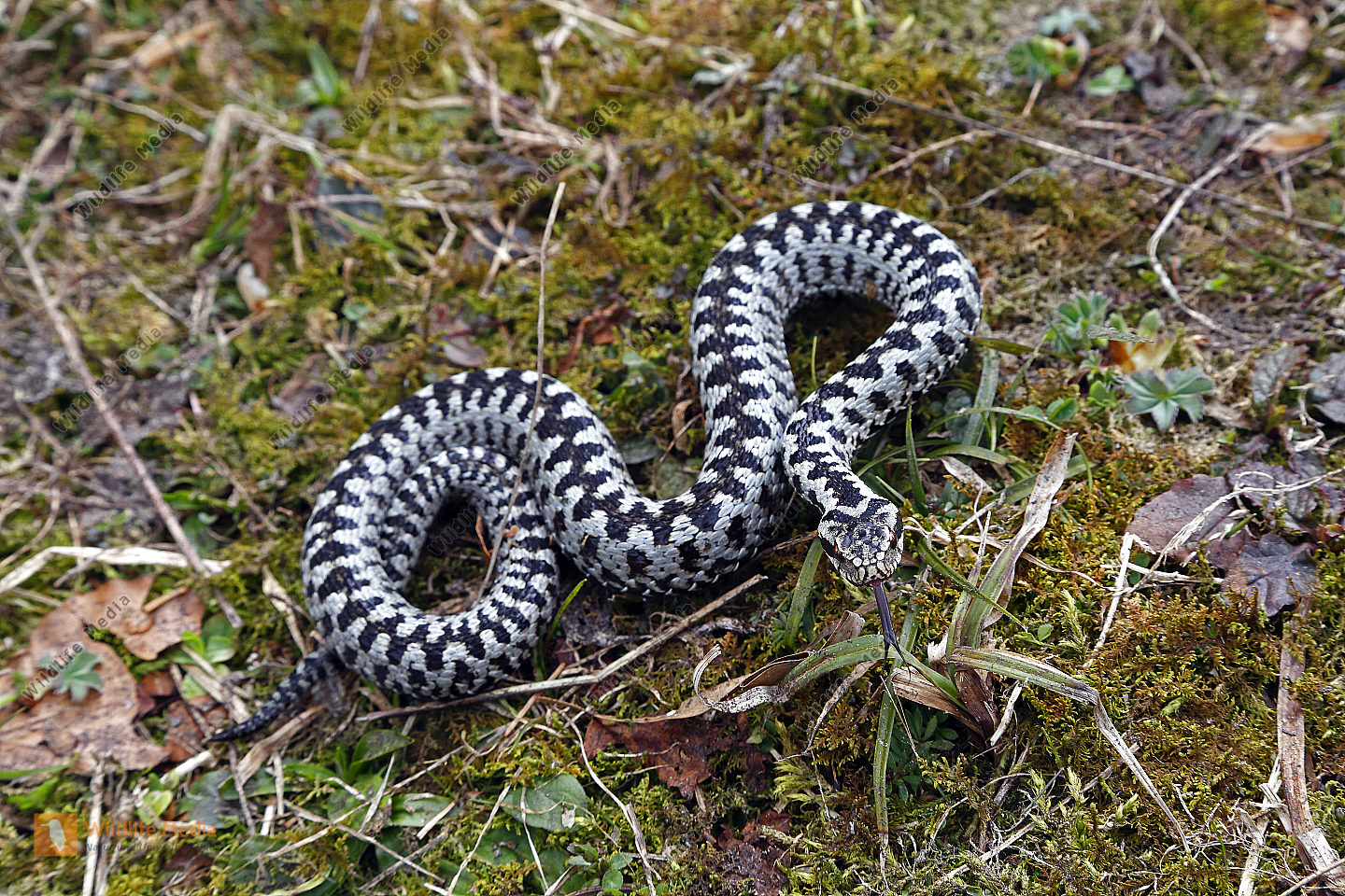Kreuzotter Bild Bestellen Naturbilder Bei Wildlife Media