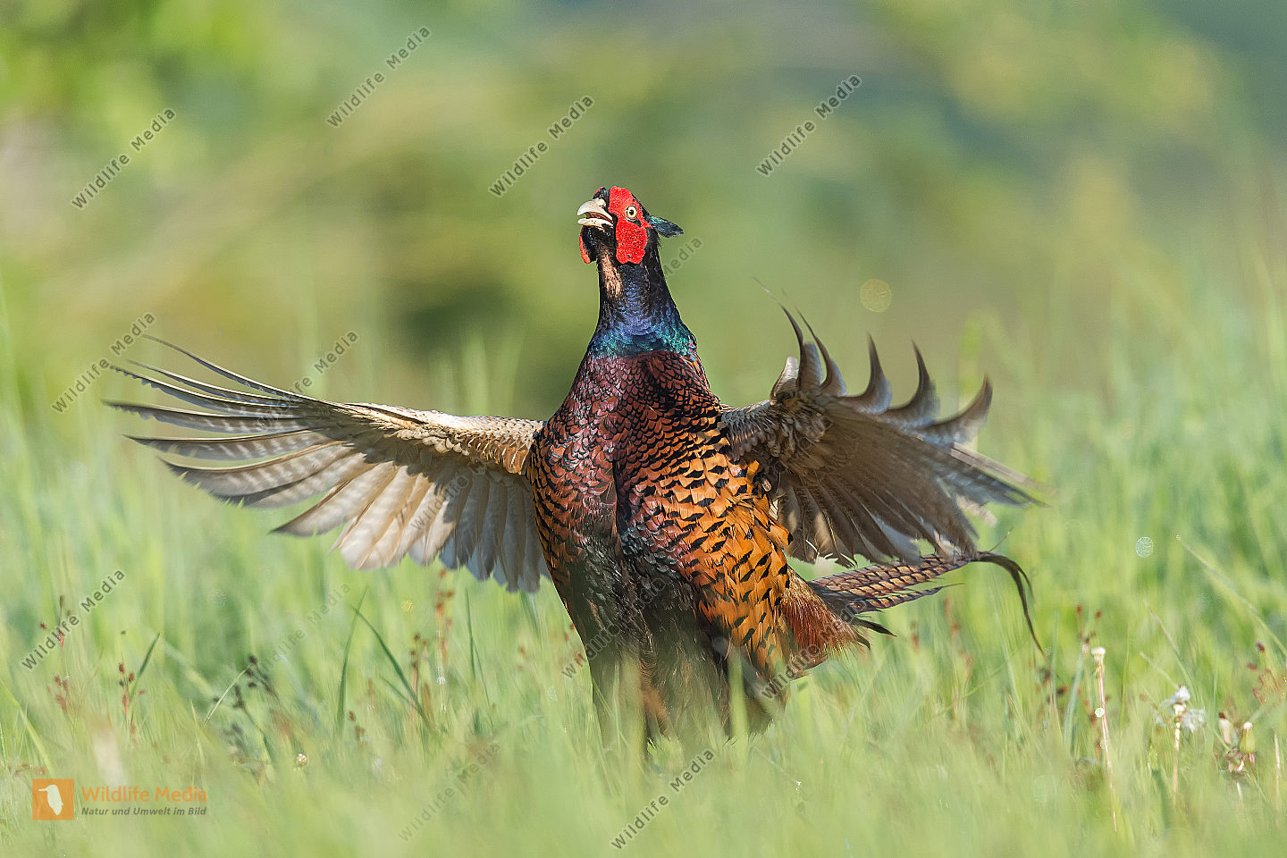 Fasan Phasianus colchicus Common Pheasant Bild bestellen Naturbilder