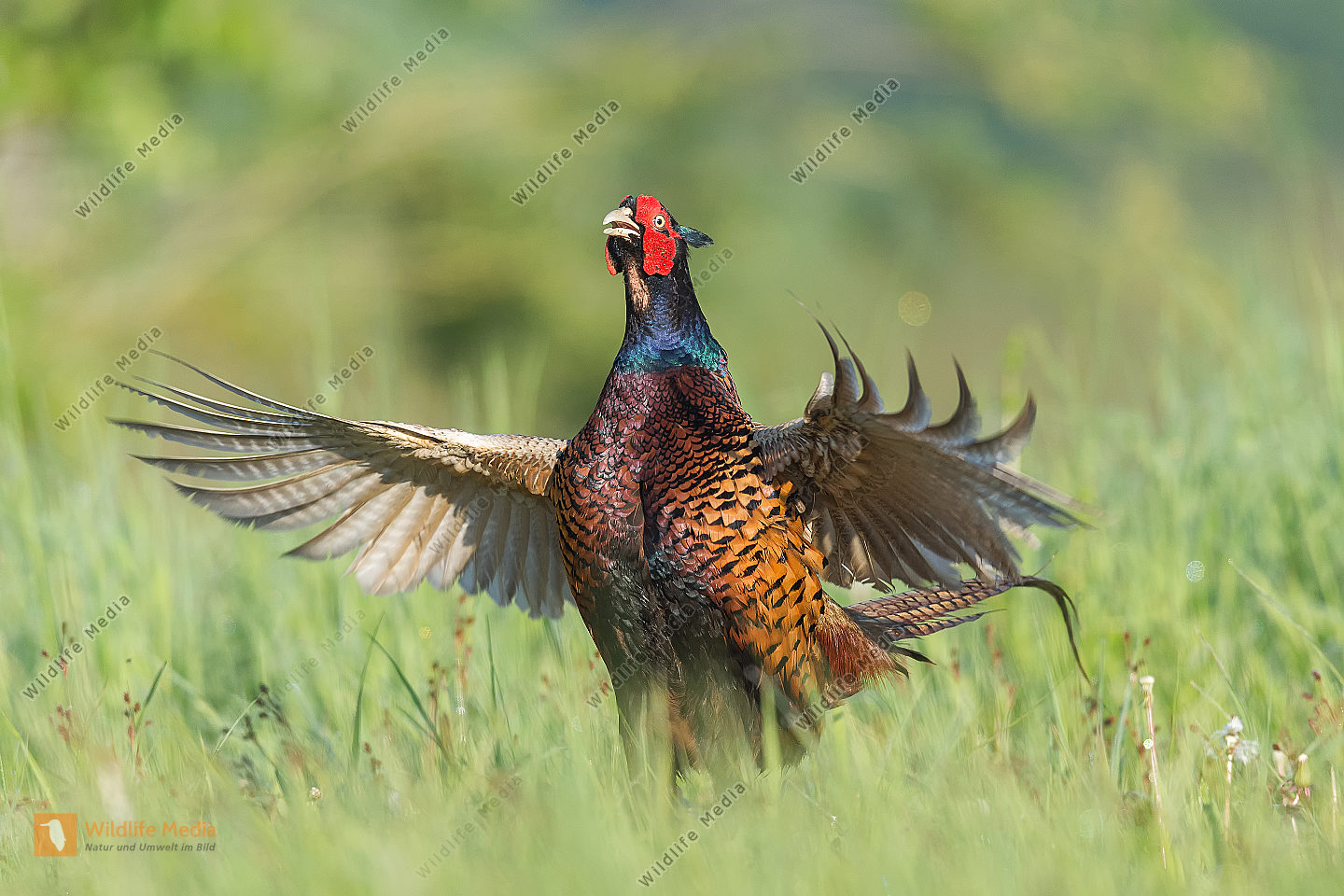 Fasan Phasianus colchicus Common Pheasant Bild bestellen - Naturbilder ...