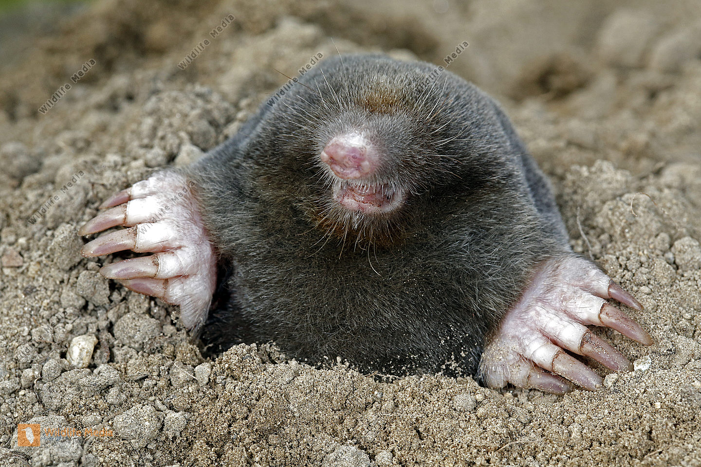 Maulwurf Bild Bestellen Naturbilder Bei Wildlife Media Maulwurf Bild Bestellen Naturbilder Bei Wildlife Media
