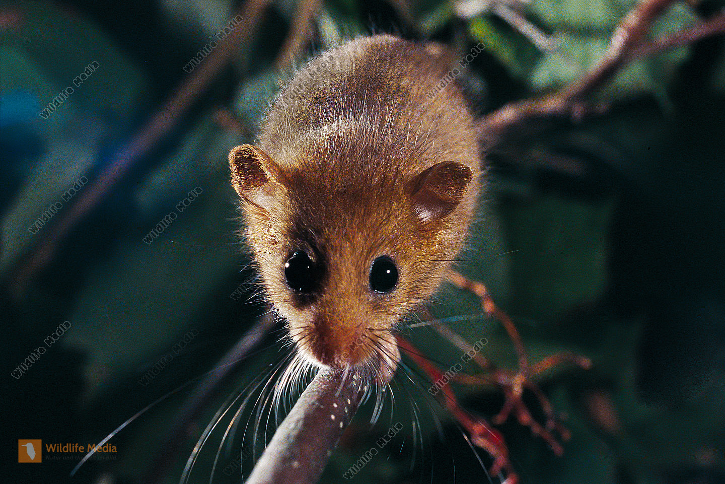 Haselmaus Bild Bestellen Naturbilder Bei Wildlife Media