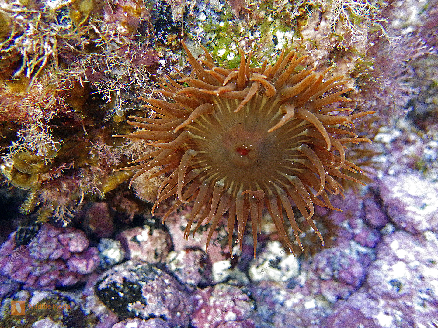 Seeanemone Lanzarote Bild bestellen Naturbilder bei Wildlife Media