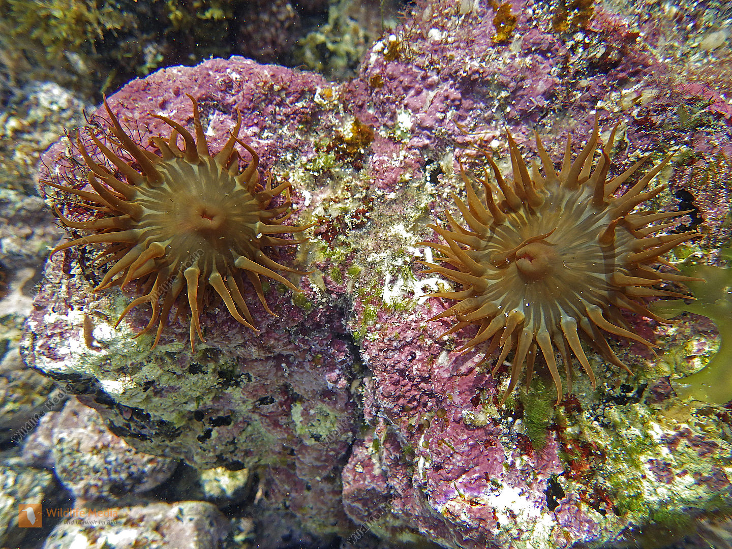 Seeanemone Lanzarote Bild bestellen Naturbilder bei Wildlife Media