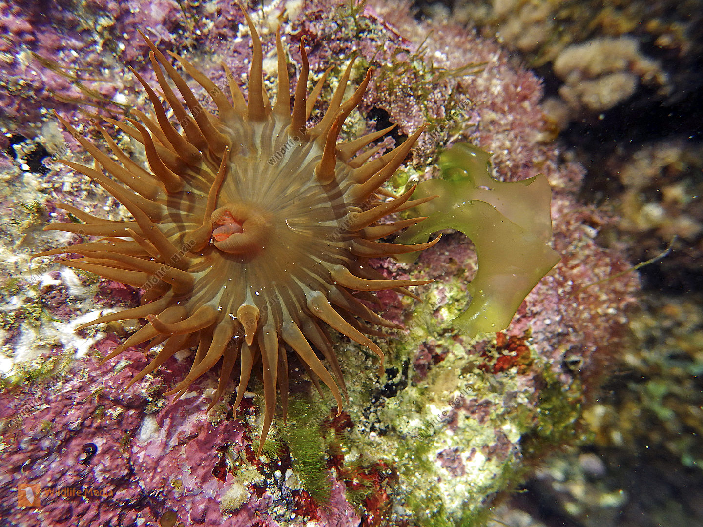 Seeanemone Lanzarote Bild bestellen Naturbilder bei Wildlife Media