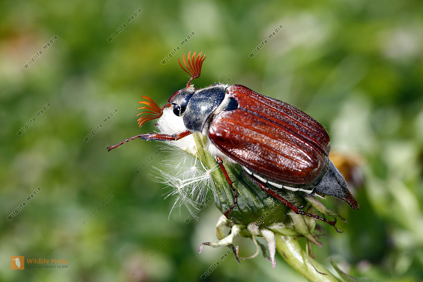 Maikäfer Männchen