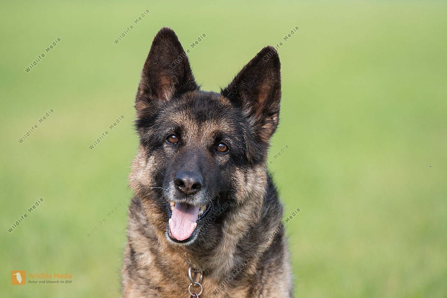 Deutscher Schäferhund