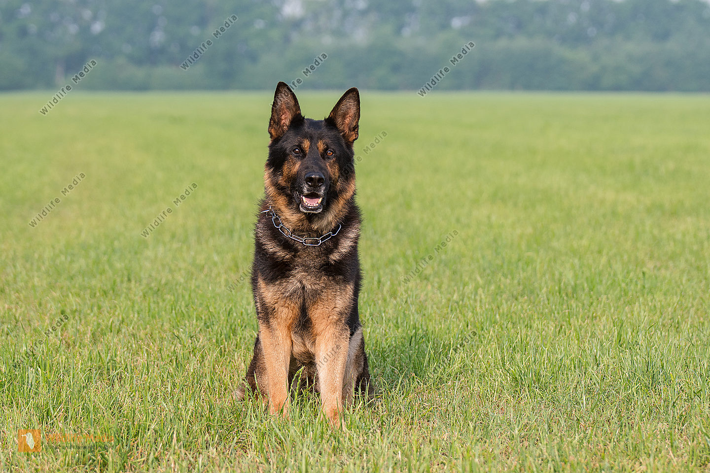 Deutscher Schäferhund