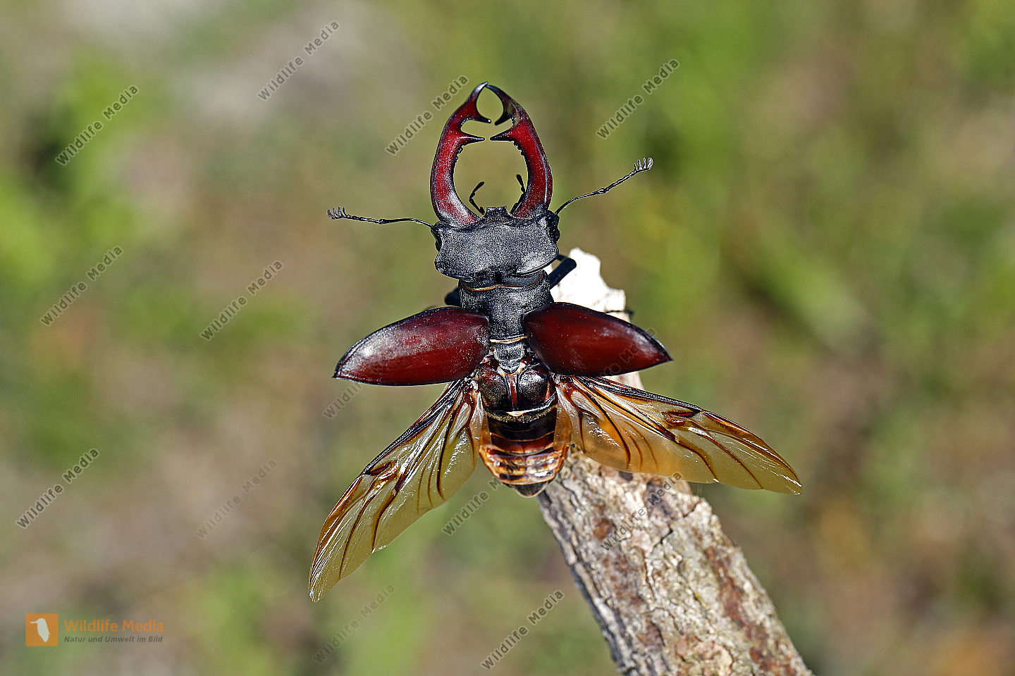 Hirschk fer M nnchen Abfliegend Bild Bestellen Naturbilder Bei 