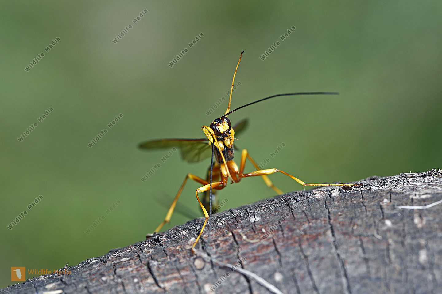 HolzwespenSchlupfwespe Bild bestellen Naturbilder bei Wildlife Media