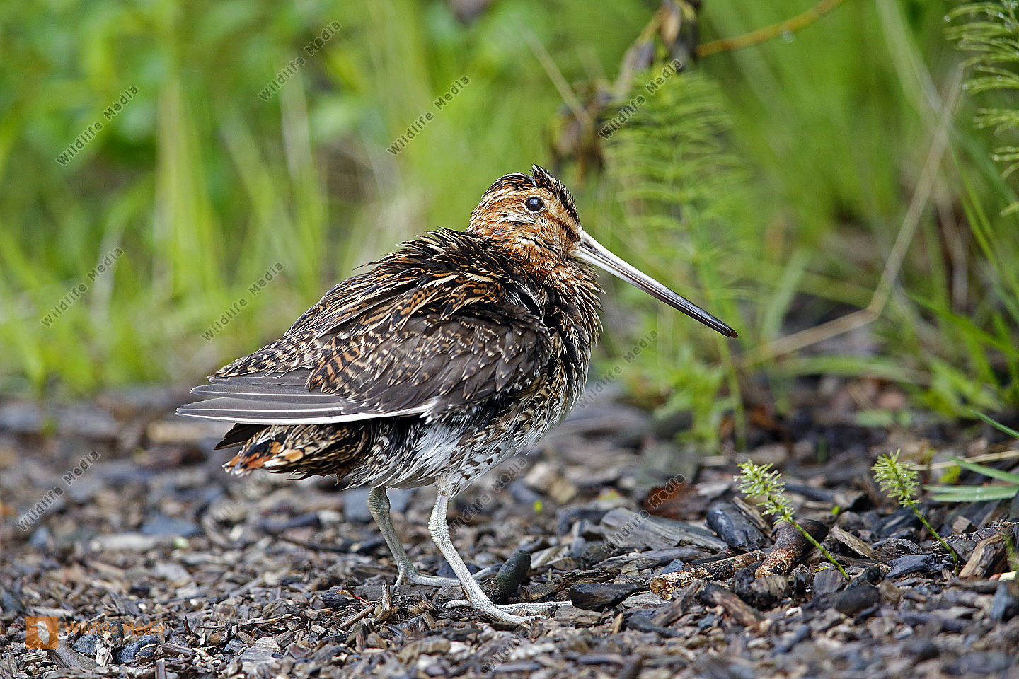 Bekassine Bild bestellen Naturbilder bei Wildlife Media