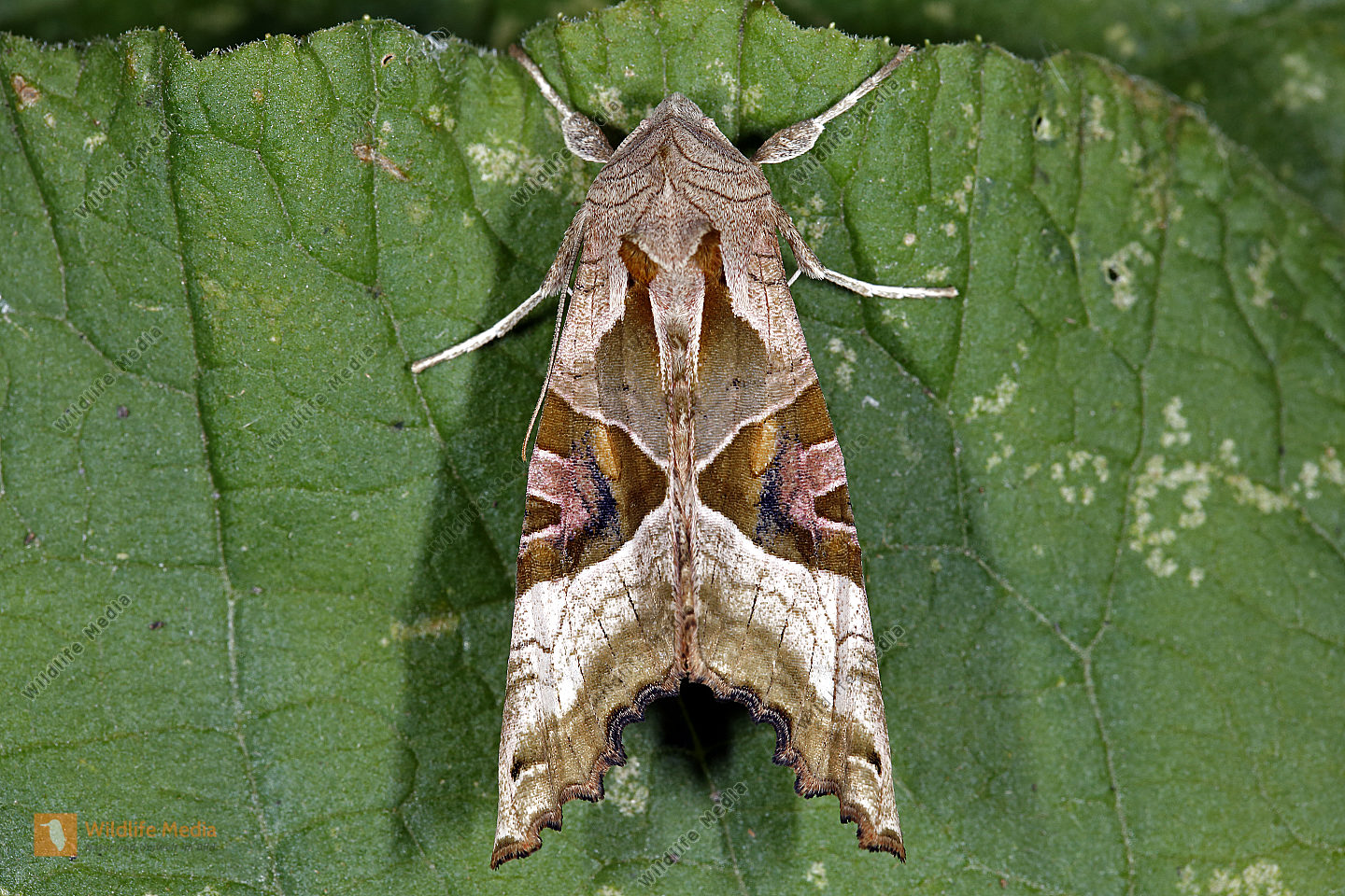 Achateule Bild bestellen Naturbilder bei Wildlife Media