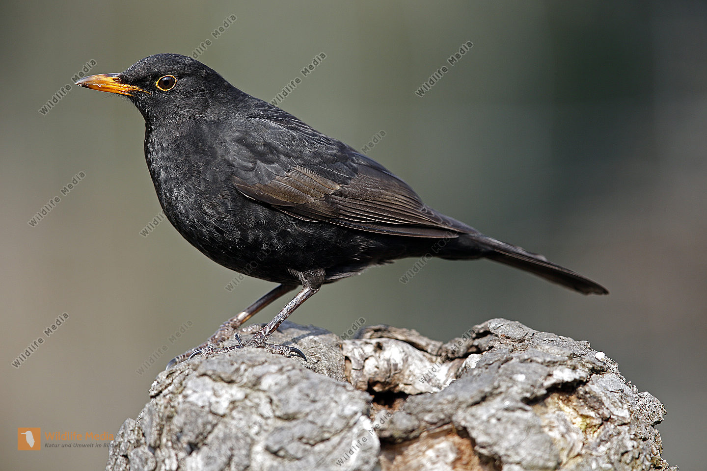 Amsel M nnchen Bild Bestellen Naturbilder Bei Wildlife Media