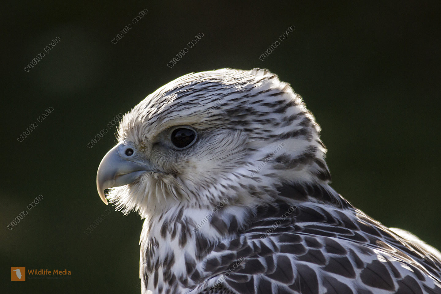 Ein Gerfalke aufgenommen im Wildpark Potzberg bei Kusel