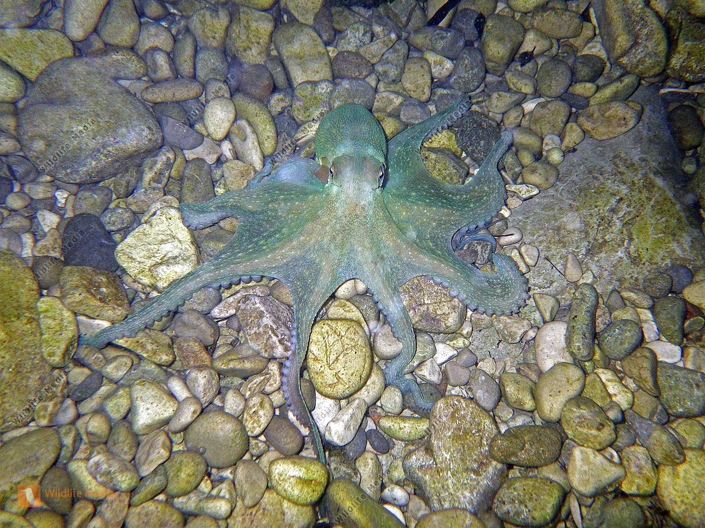 Gewöhnlicher Krake Bild bestellen Naturbilder bei Wildlife Media