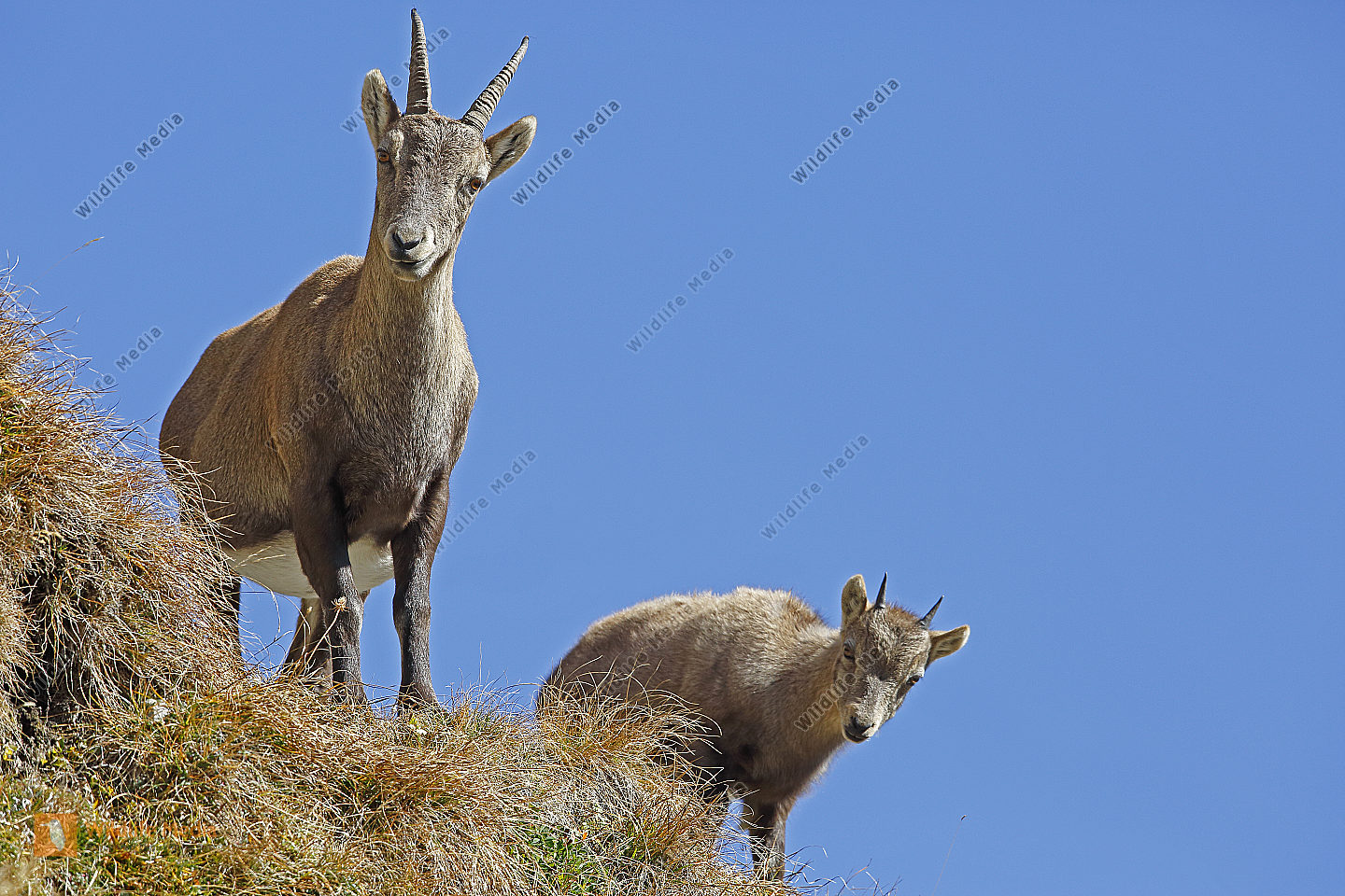 Alpensteinbock Weibchen mit Jungtier