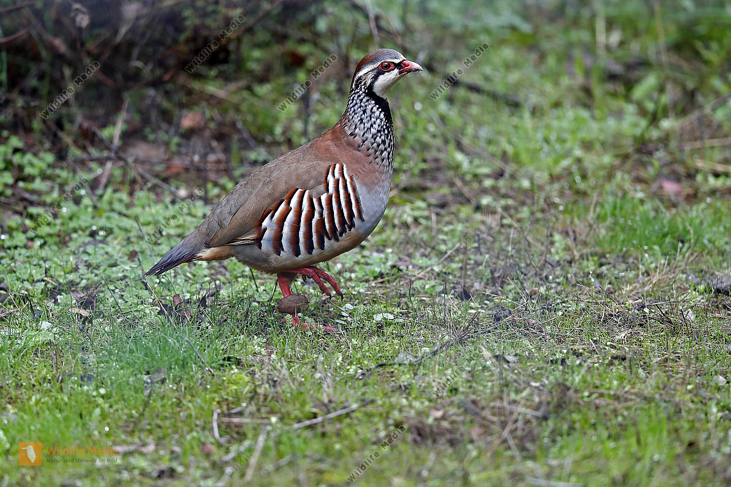 Rothuhn Bild bestellen Naturbilder bei Wildlife Media