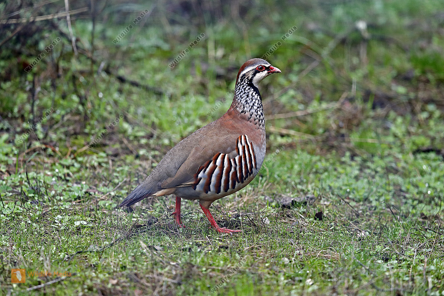 Rothuhn Bild bestellen Naturbilder bei Wildlife Media