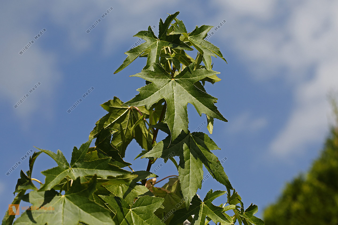 Amberbaum Bild bestellen Naturbilder bei Wildlife Media