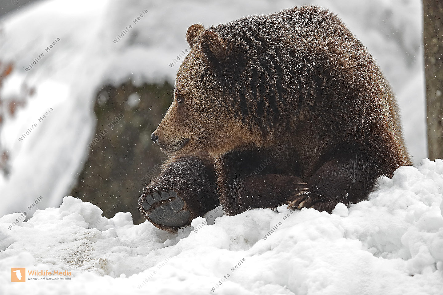 Braunbär im Schnee