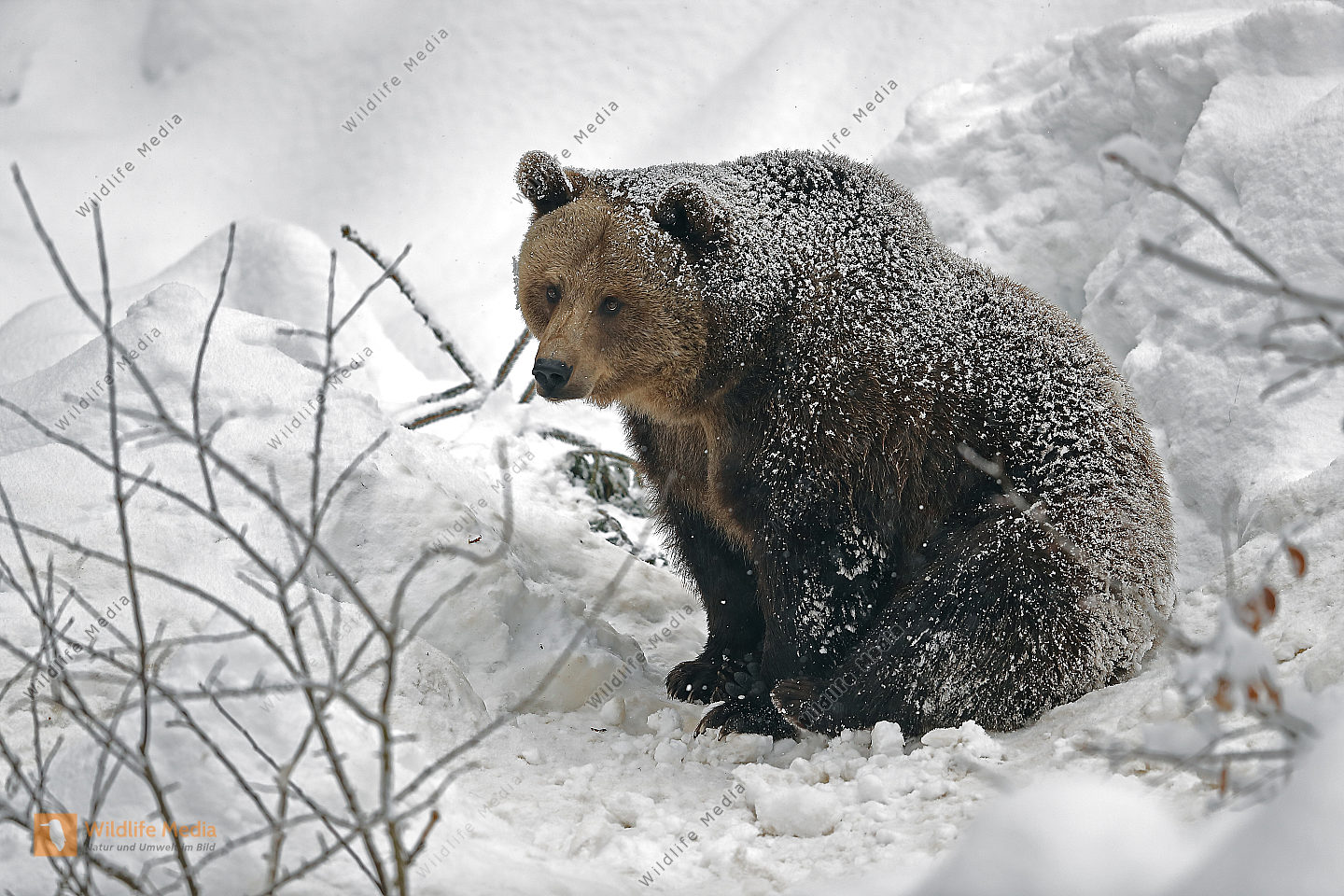 Braunbär im Schnee