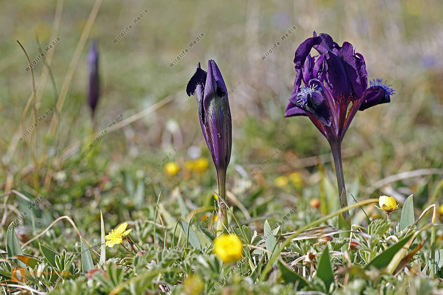 Zwergiris Bild bestellen Naturbilder bei Wildlife Media
