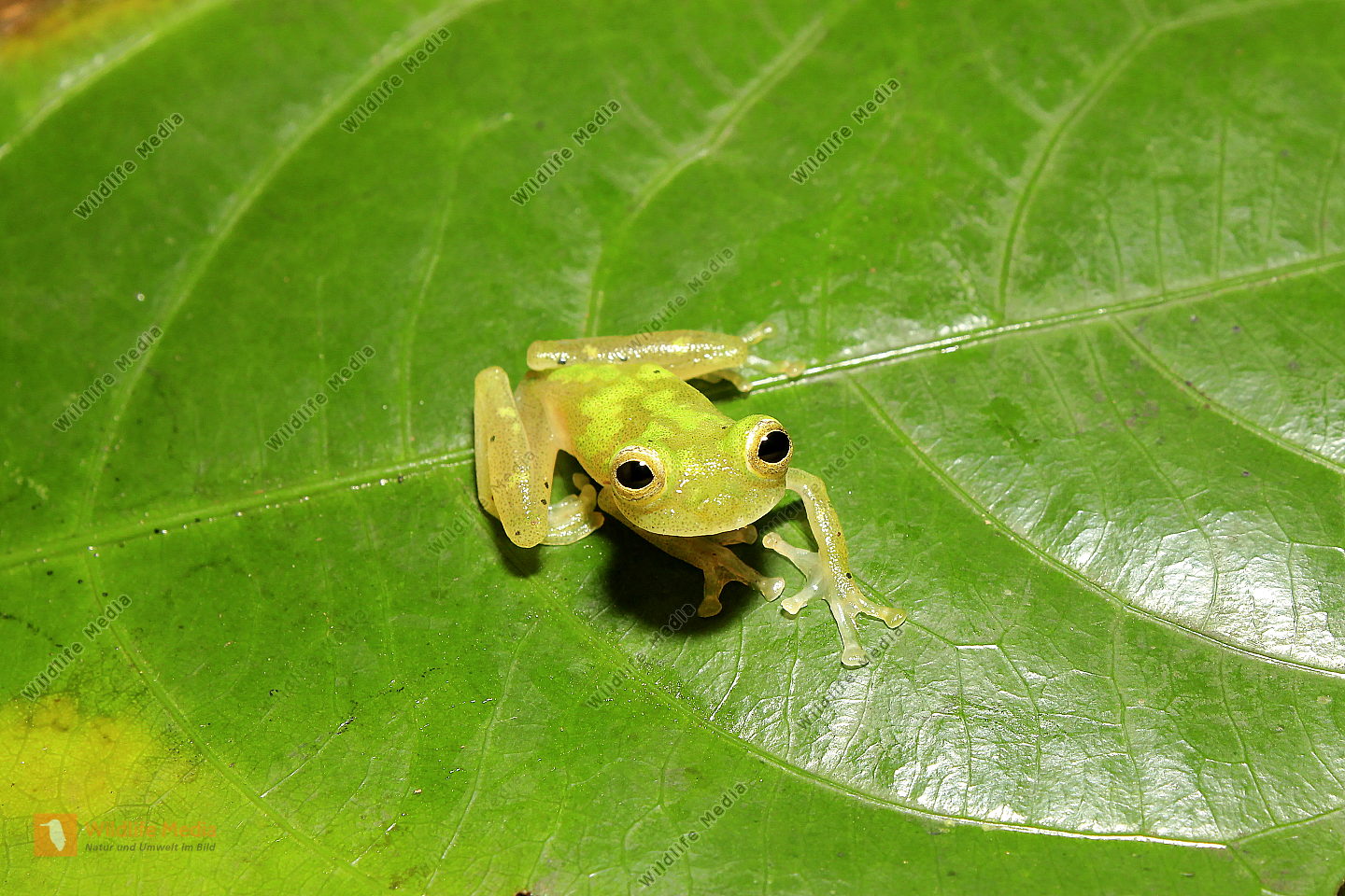 Glasfrosch Bild Bestellen Naturbilder Bei Wildlife Media