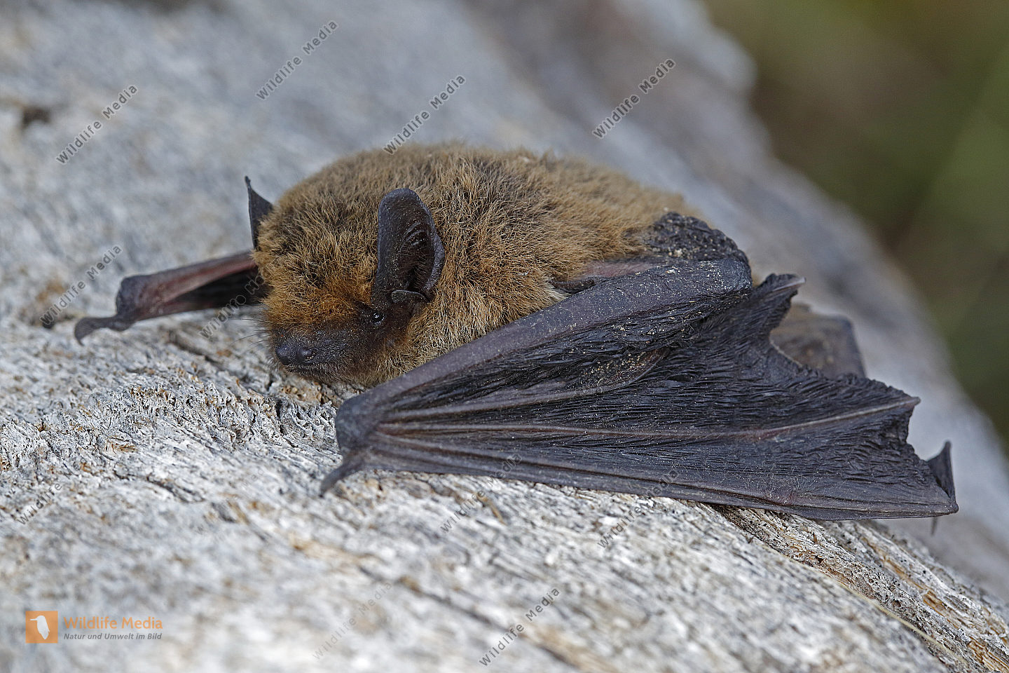 Zwergfledermaus Bild bestellen Naturbilder bei Wildlife Media