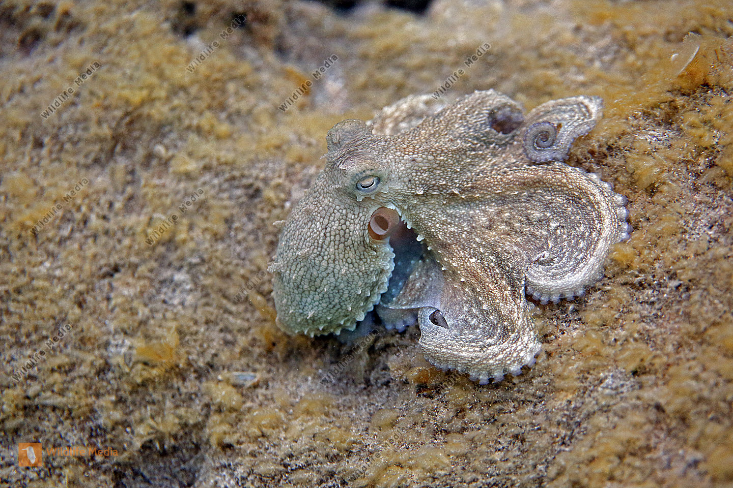 Gewöhnlicher Krake Bild bestellen Naturbilder bei Wildlife Media