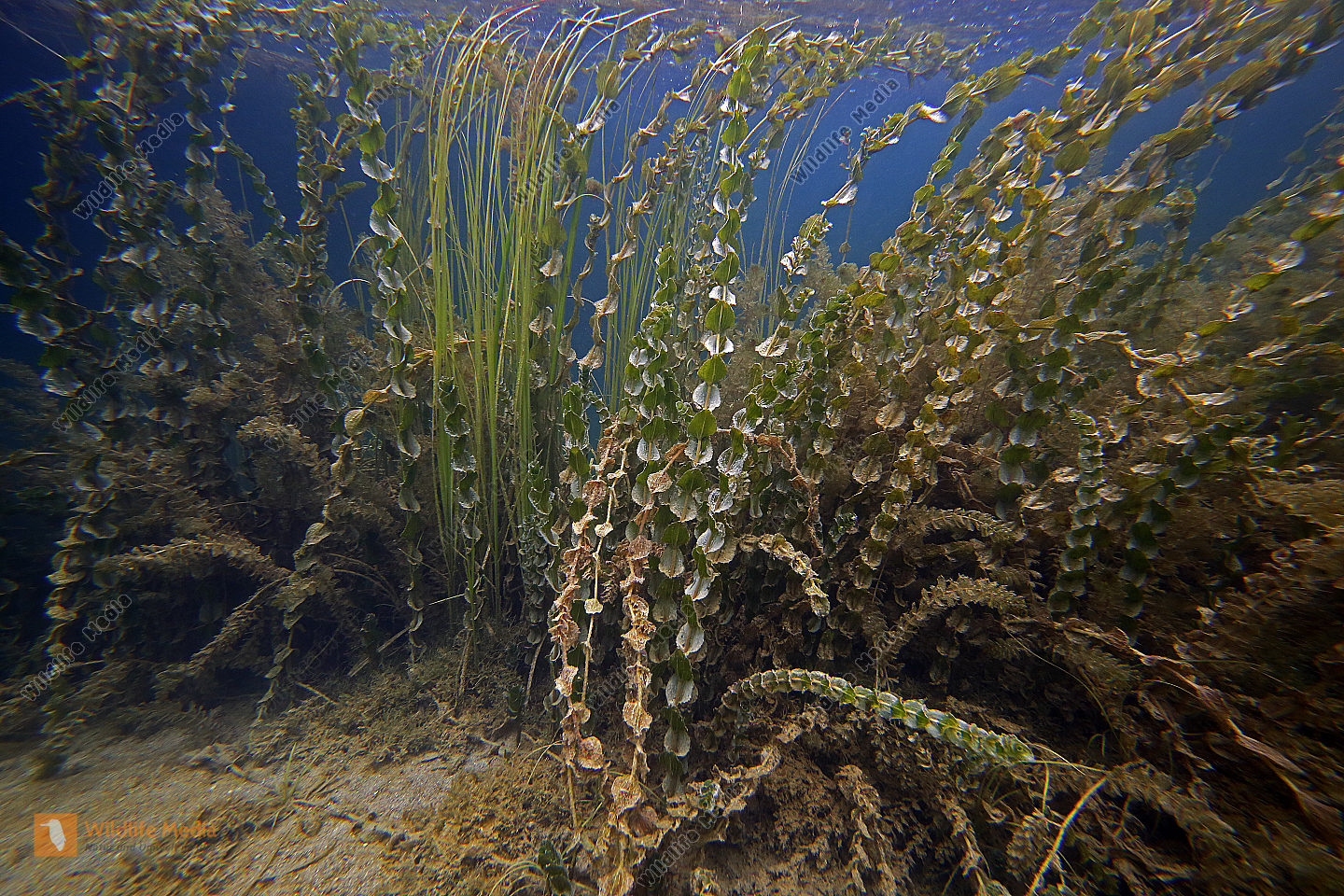 Zrmanja Wasserfälle Unterwasser Bild bestellen Naturbilder bei