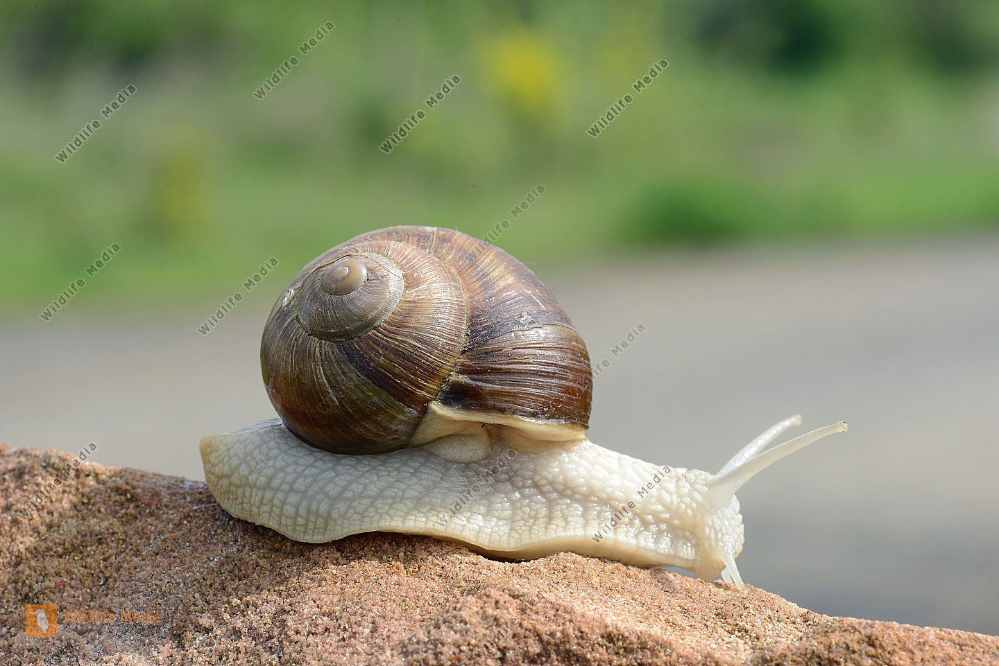 Weinbergschnecke Capea hortensis Bild bestellen Naturbilder bei