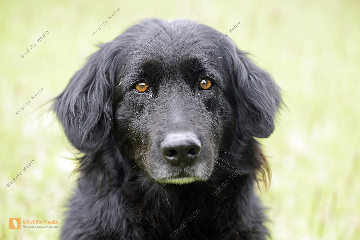 Junger Altdeutscher Hütehund