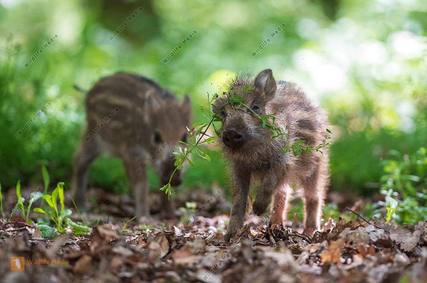 Junges Wildschwein Sus scrofa Frischling mit Klettengewächs