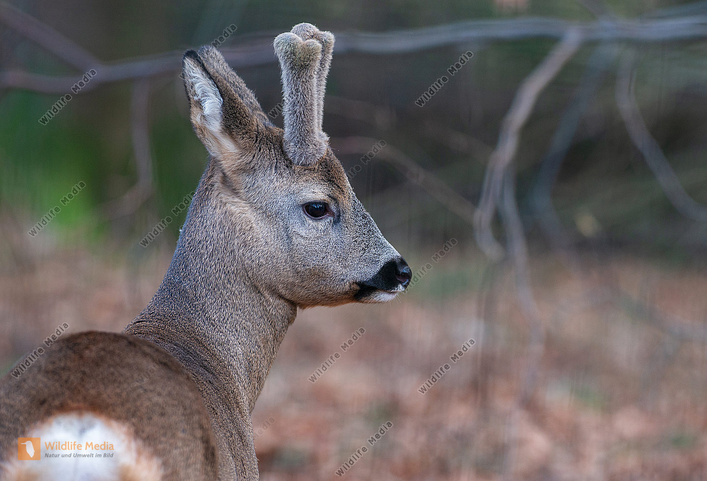 Rehbock Capreolus capreolus im Winter