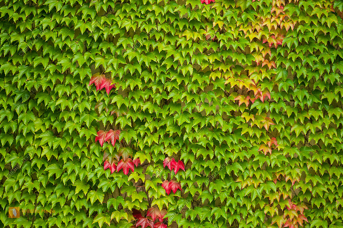 Wilder Wein Parthenocissus quinquefolia Bild bestellen Naturbilder