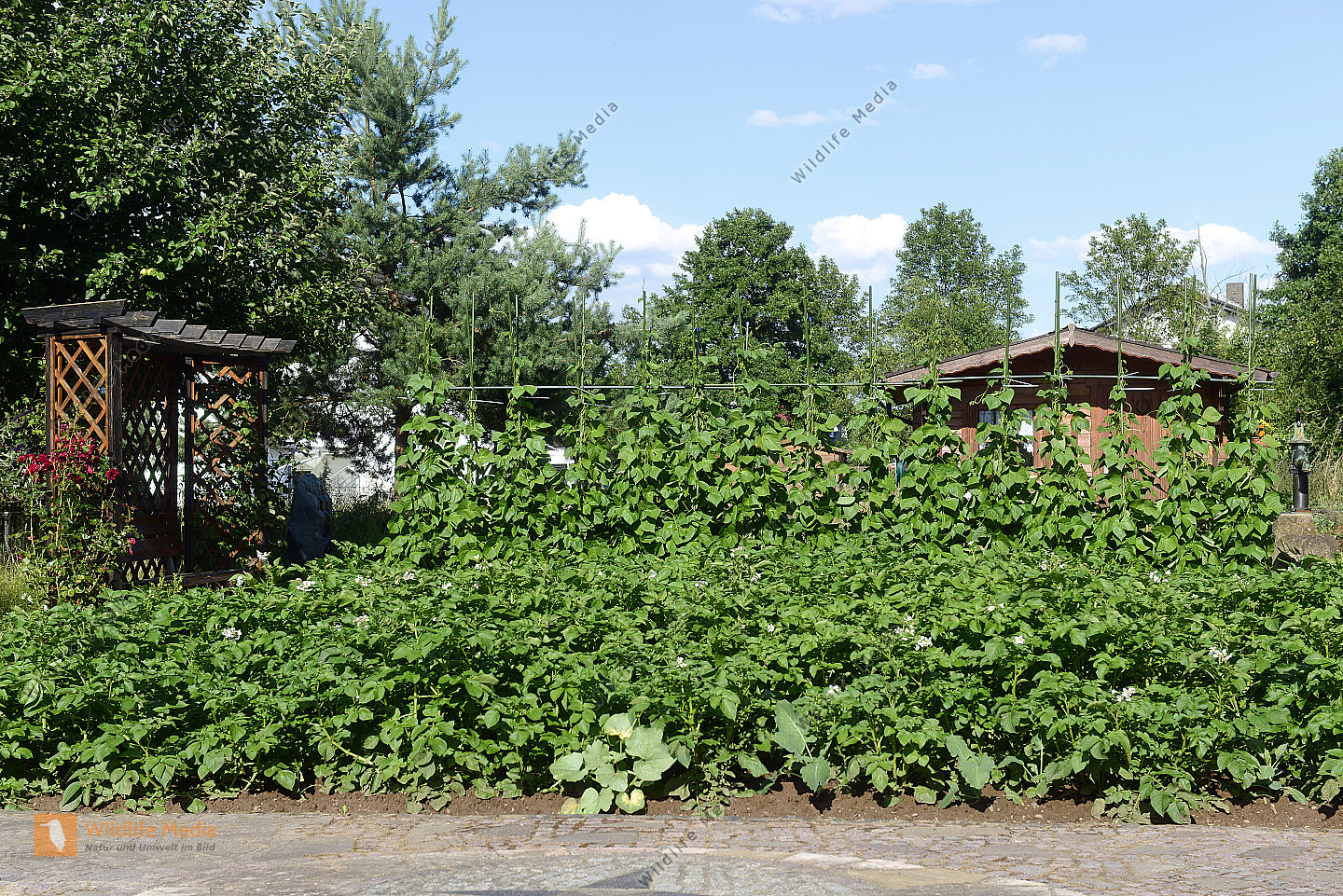 Gemüsegarten im Sommer Bild bestellen Naturbilder bei Wildlife Media