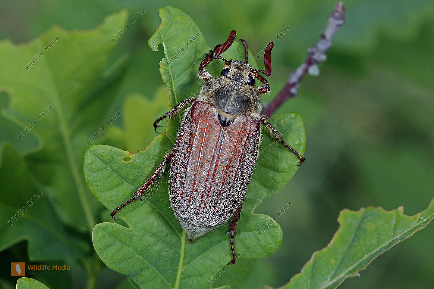 Weißer Maikäfer Männchen Bild bestellen - Naturbilder bei Wildlife Media