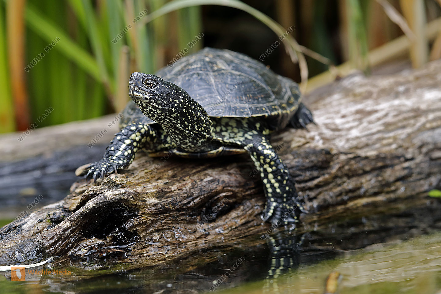 Europäische Sumpfschildkröte