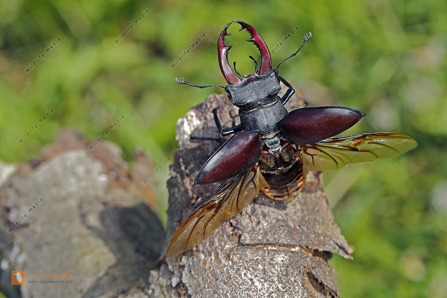 Hirschk fer M nnchen Abfliegend Bild Bestellen Naturbilder Bei 