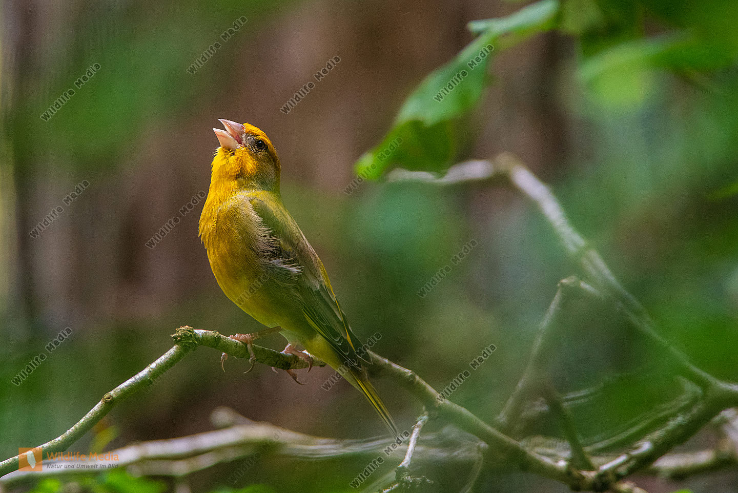 Grünfink Männchen beim Gesang Bild bestellen Naturbilder bei Wildlife
