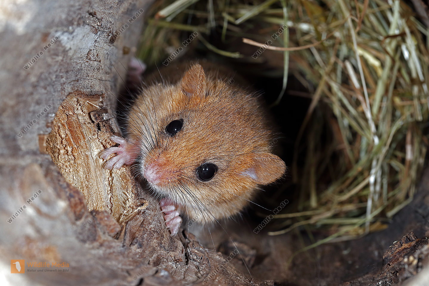 Haselmaus In Baumh hle Bild Bestellen Naturbilder Bei Wildlife Media