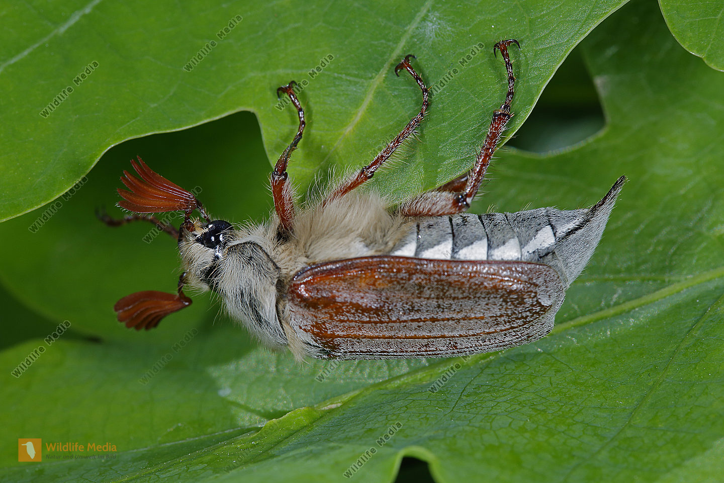 Weißer Maikäfer Männchen Bild bestellen - Naturbilder bei Wildlife Media