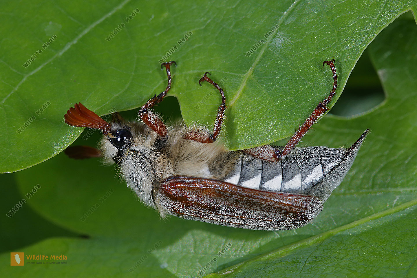 Weißer Maikäfer Männchen Bild bestellen - Naturbilder bei Wildlife Media