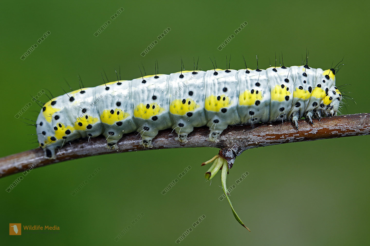 Blaukopf Raupe Bild bestellen Naturbilder bei Wildlife Media