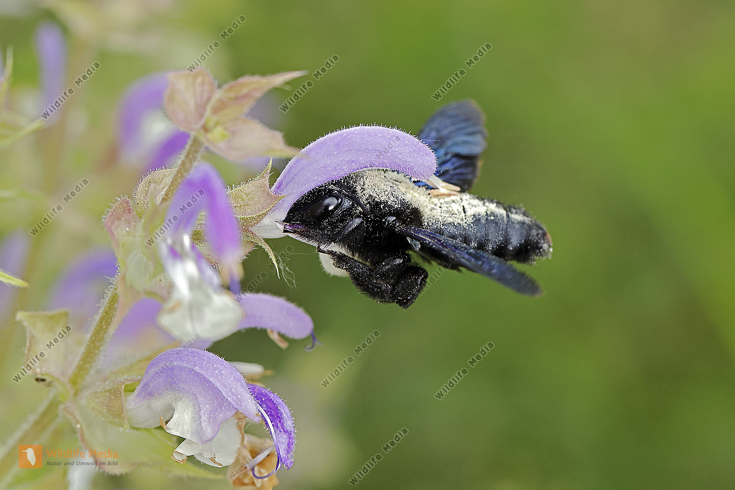 Blaue Holzbiene