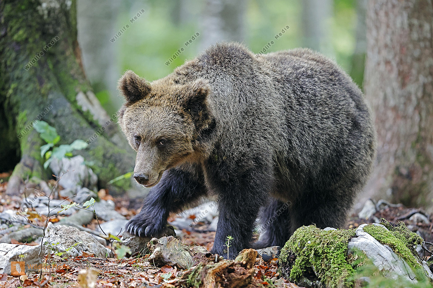 Braunbär