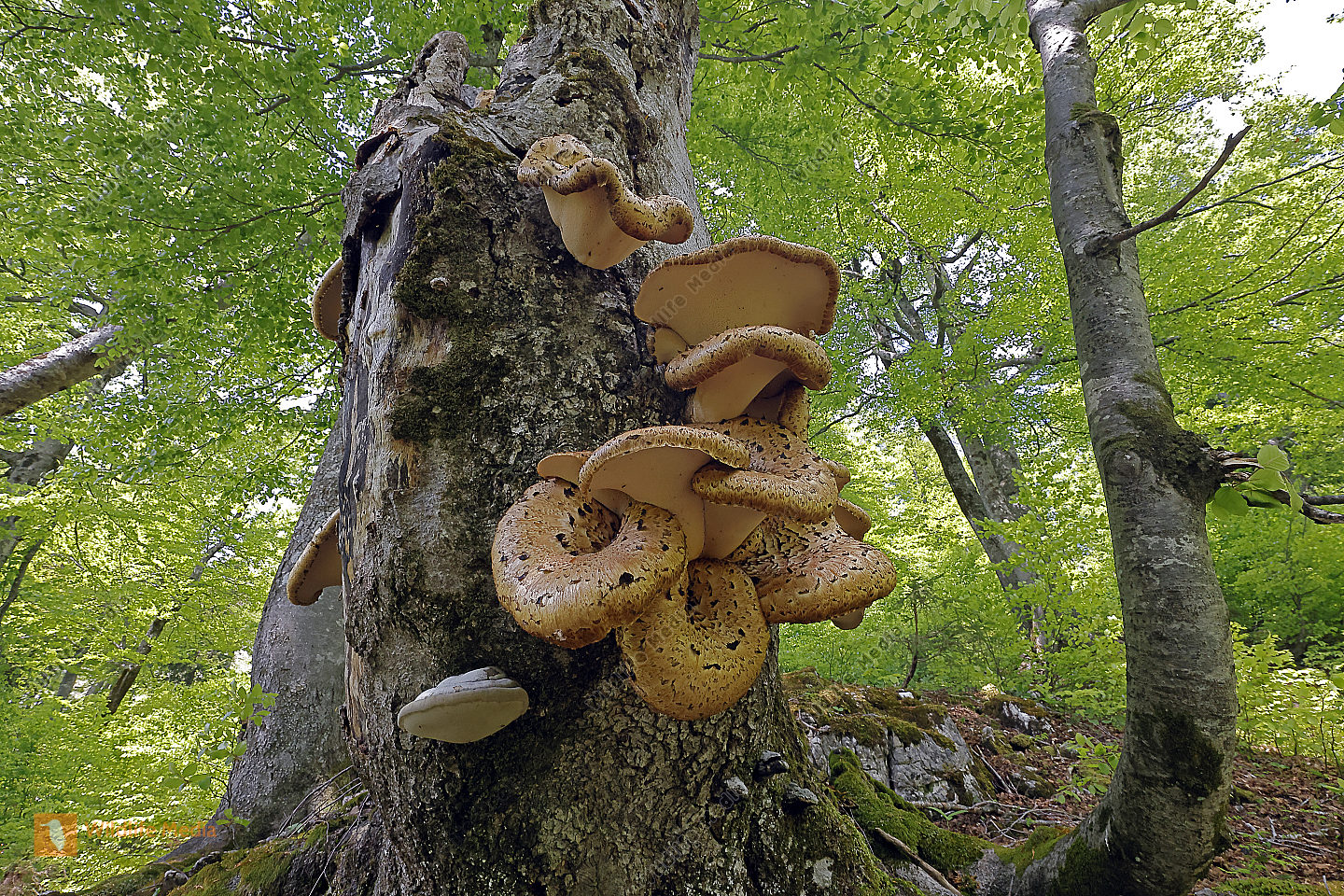 Schuppiger Stielporling Bild bestellen Naturbilder bei Wildlife Media